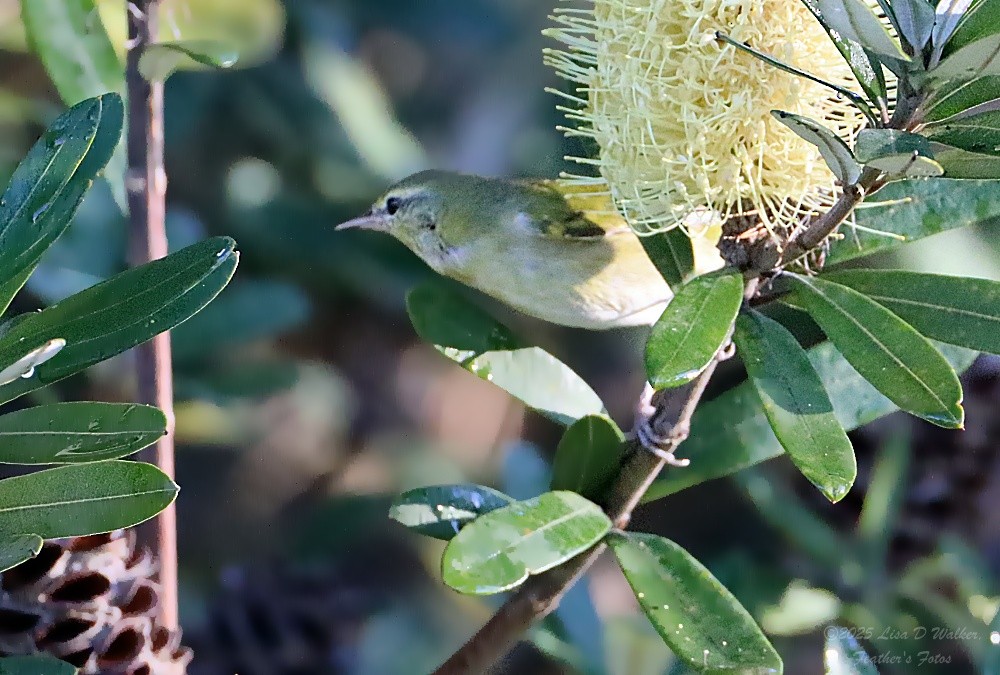 Tennessee Warbler - ML646257968