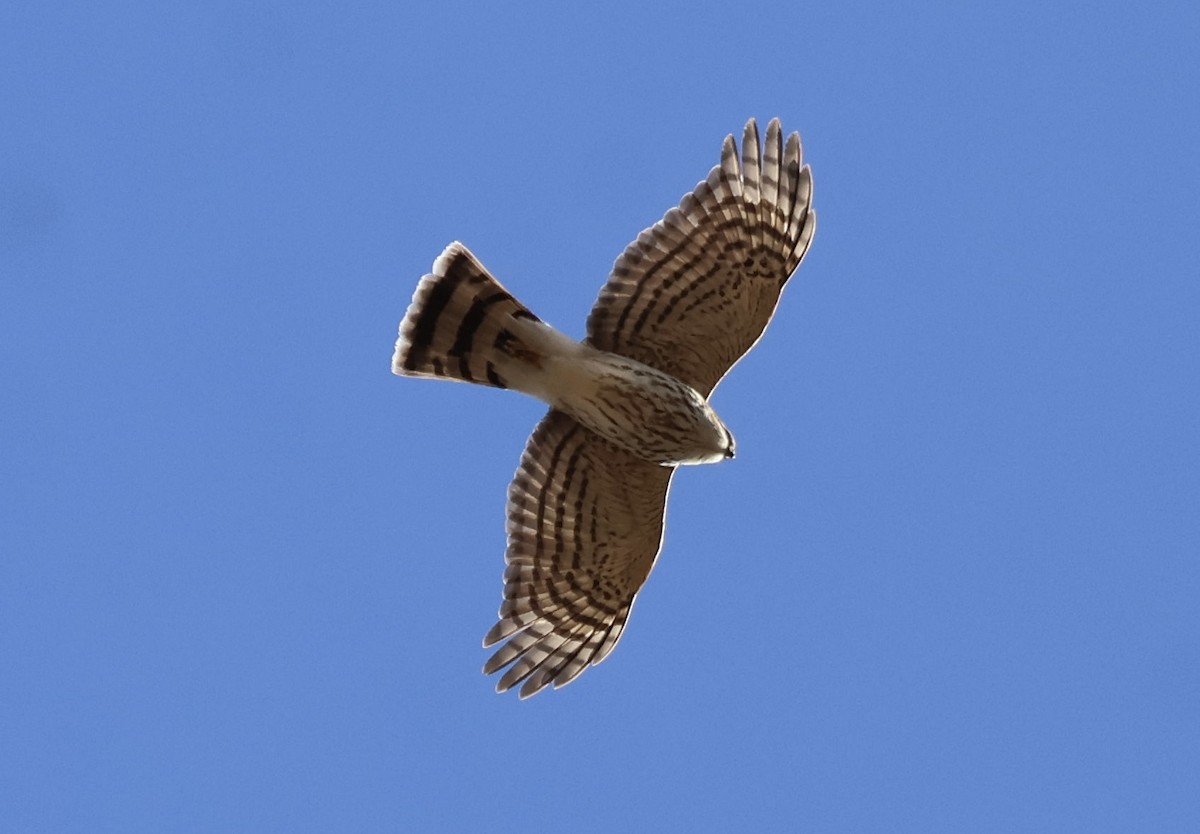 Sharp-shinned Hawk - ML646257969