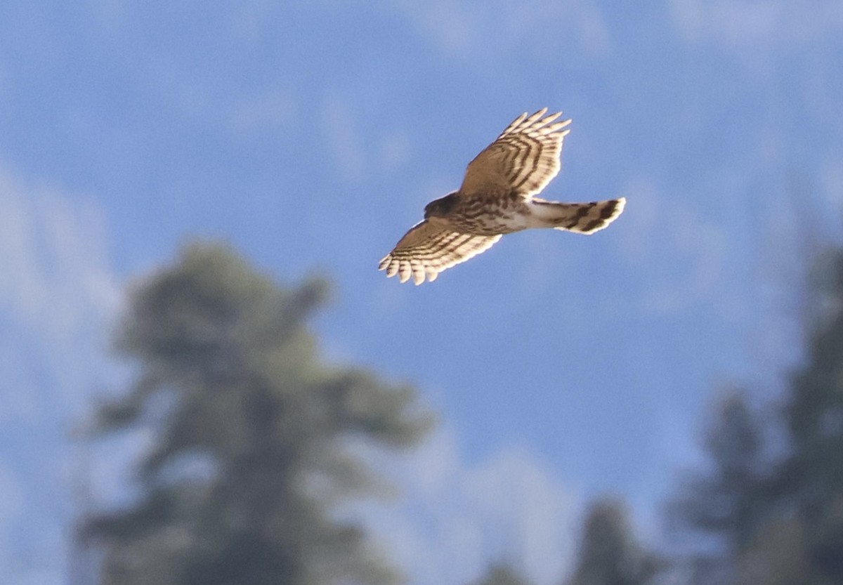 Sharp-shinned Hawk - ML646257970