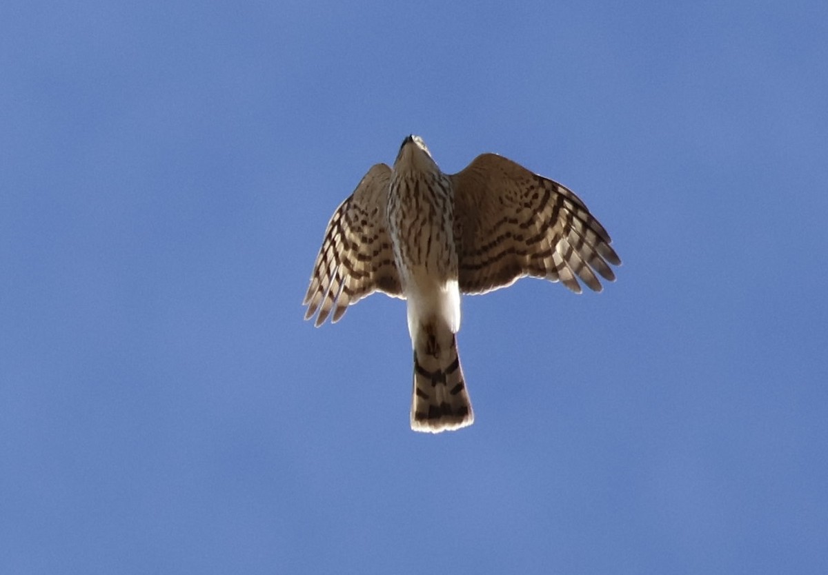 Sharp-shinned Hawk - ML646257971