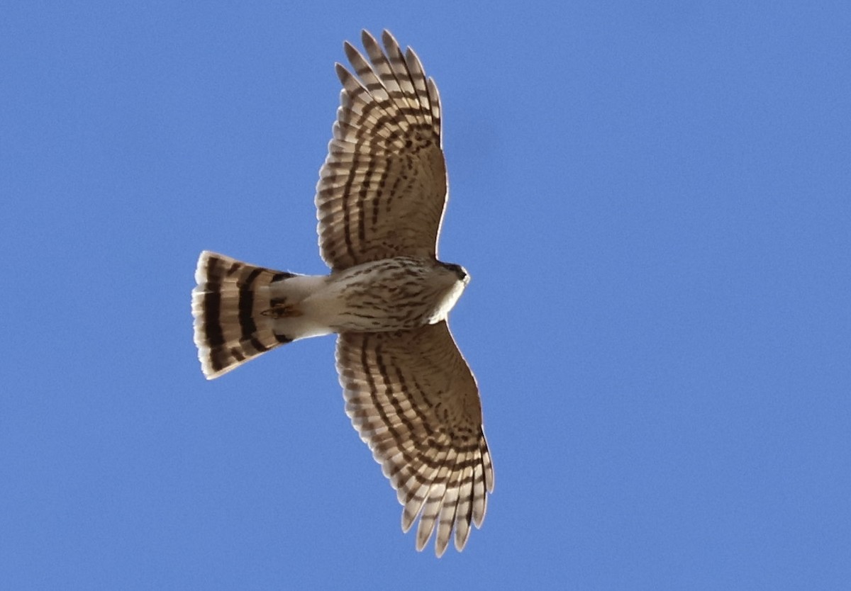 Sharp-shinned Hawk - ML646257972