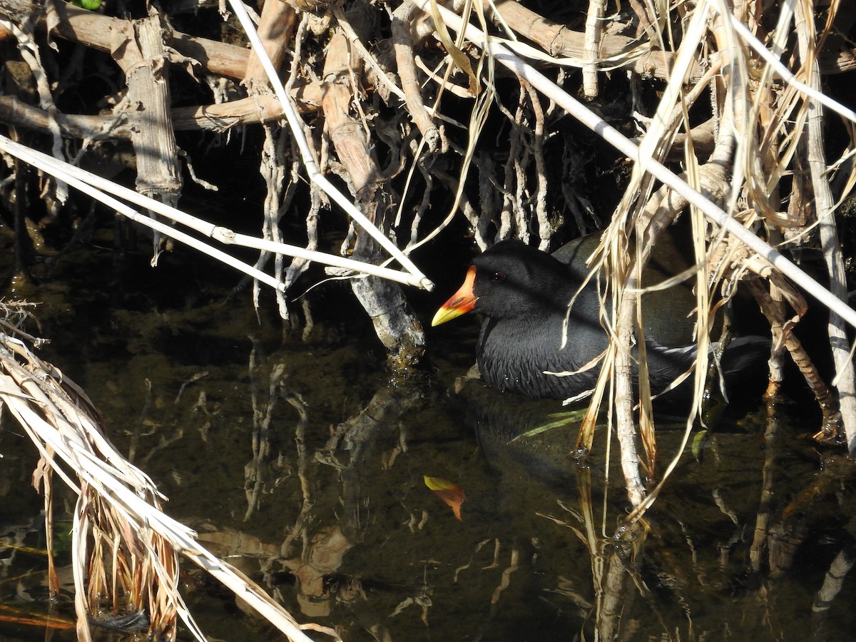 Eurasian Moorhen - ML646257973