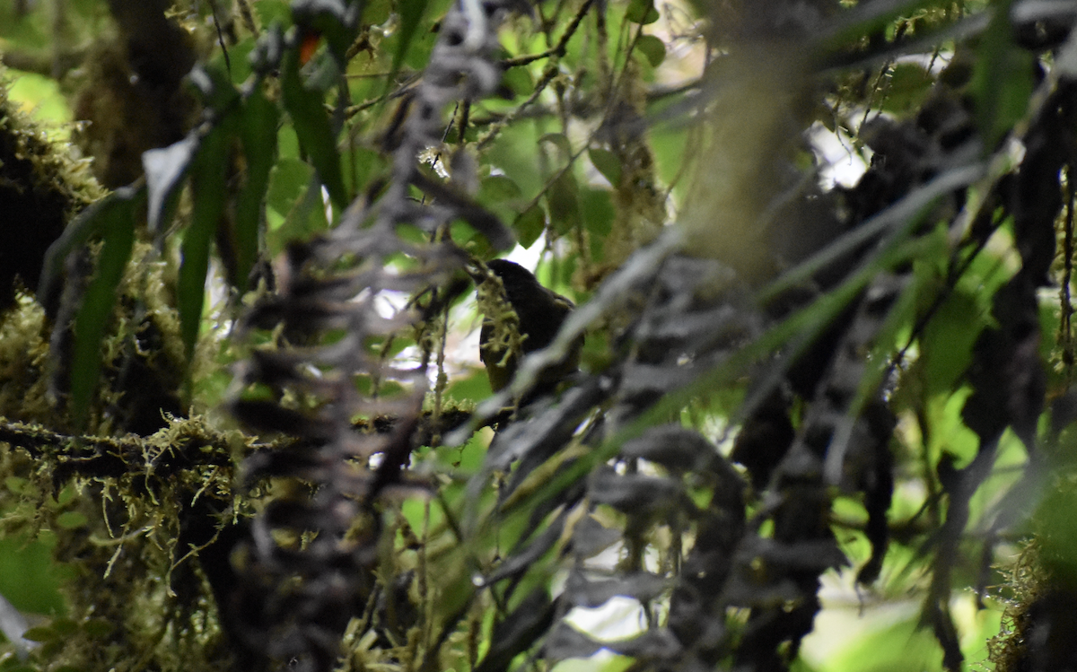 Streak-necked Flycatcher - ML646257979