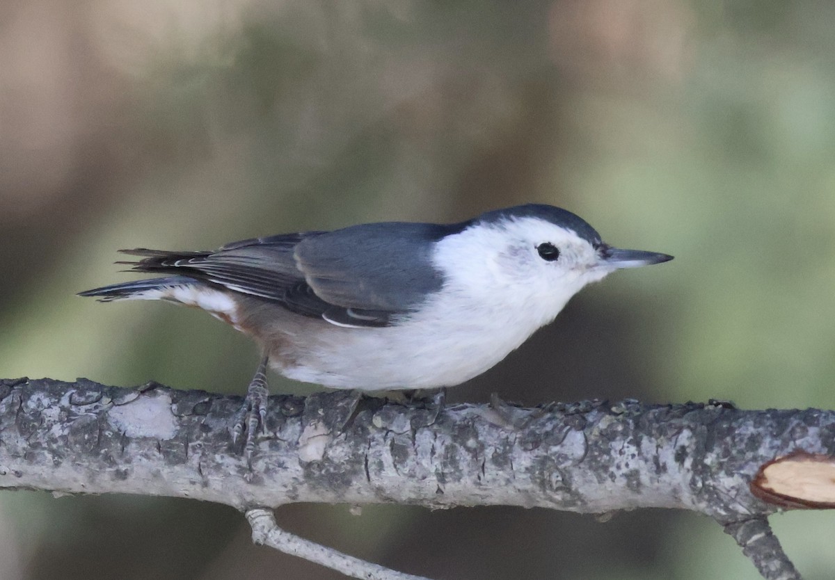 White-breasted Nuthatch (Interior West) - ML646257983
