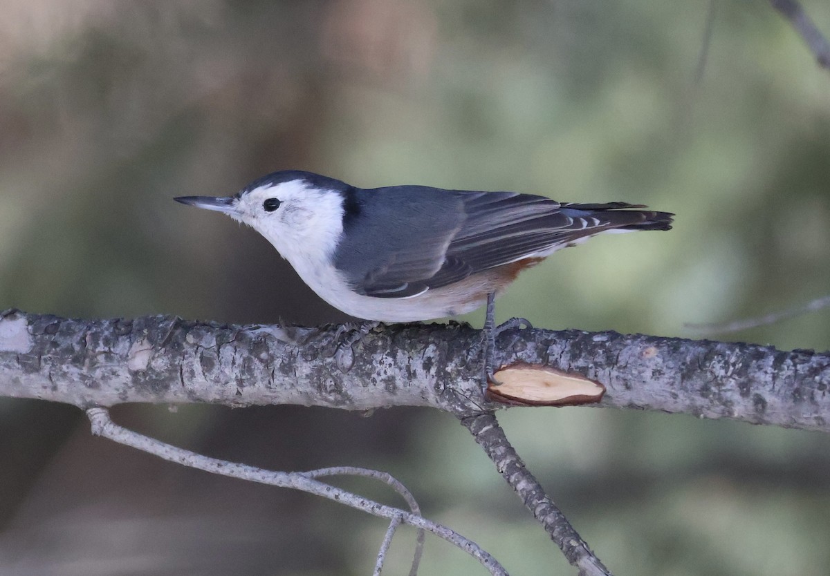 White-breasted Nuthatch (Interior West) - ML646257984