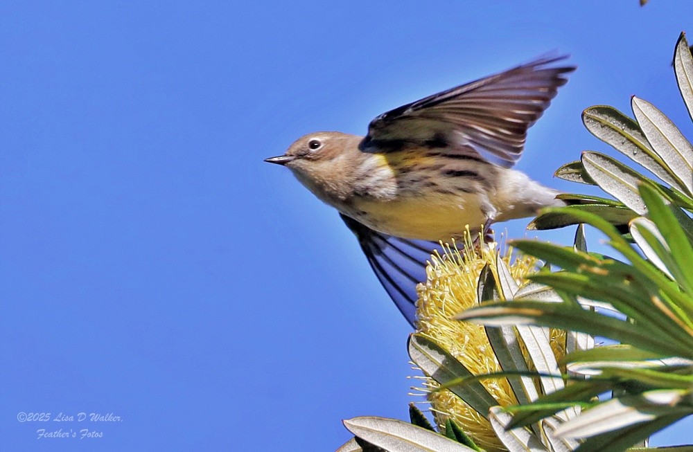 Kronenwaldsänger - ML646257992