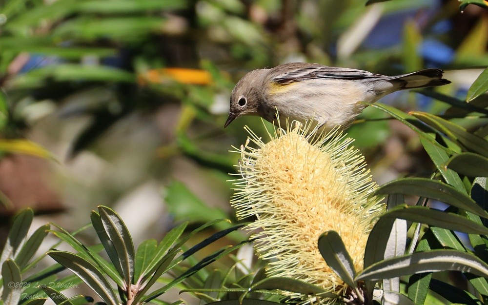 Kronenwaldsänger - ML646257993