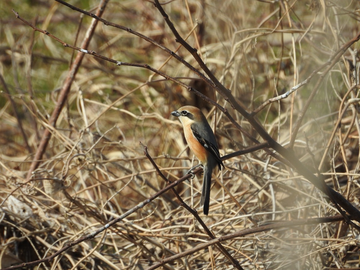 Bull-headed Shrike - ML646257996