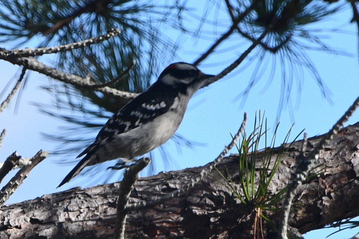 Yumuşak Tüylü Ağaçkakan - ML646257997