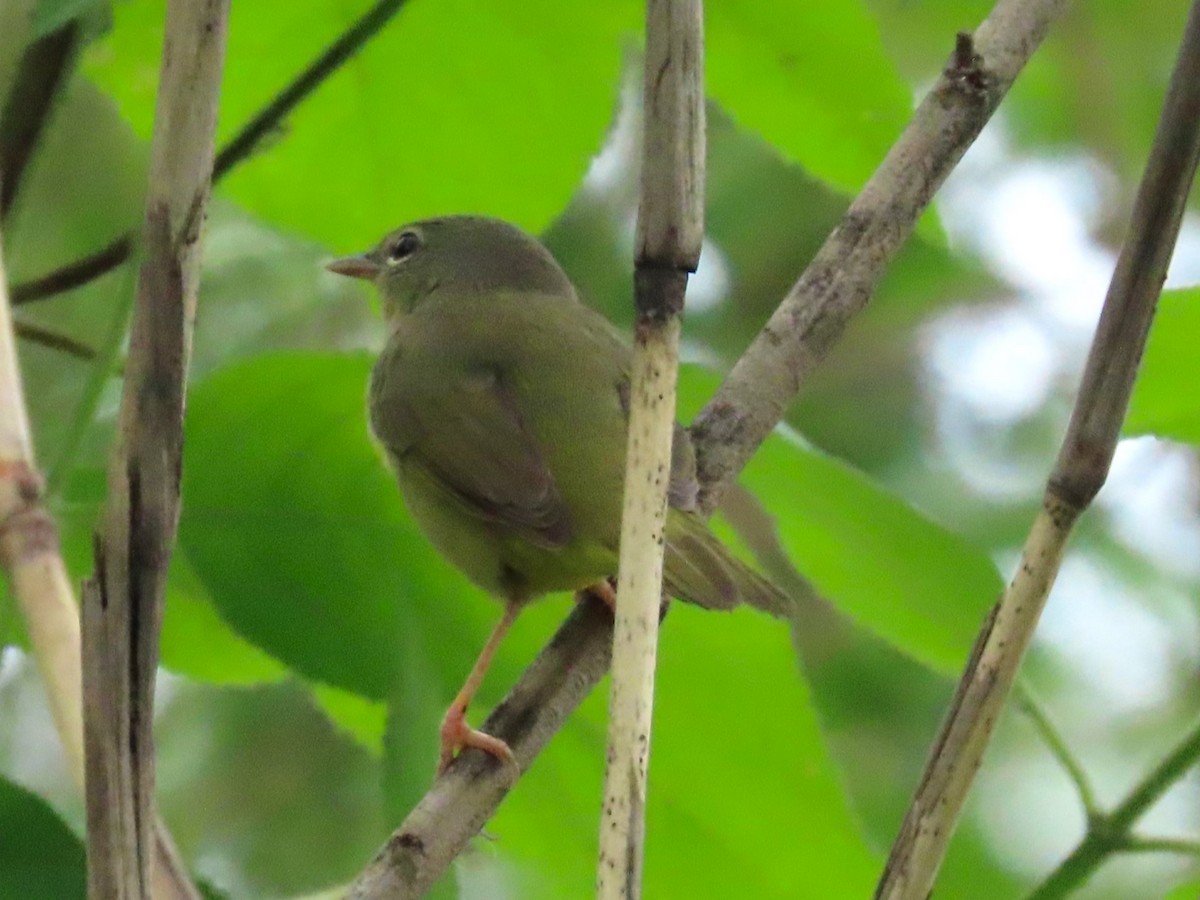 Mourning Warbler - ML646258011