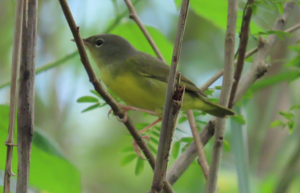 Mourning Warbler - ML646258012