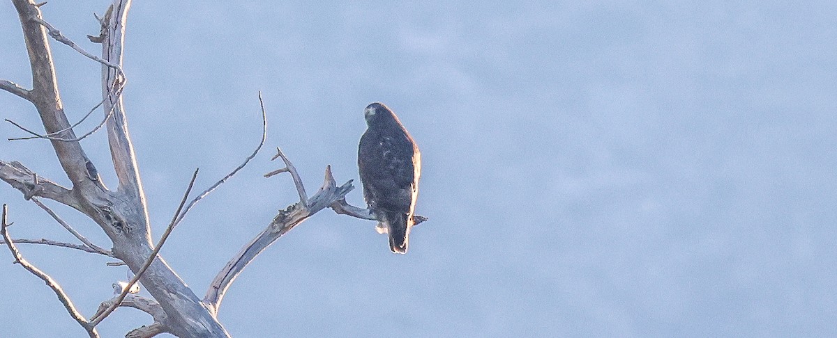 Red-tailed Hawk - ML646258033