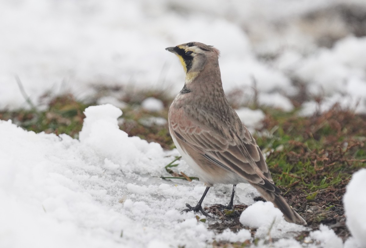 Horned Lark - ML646258034