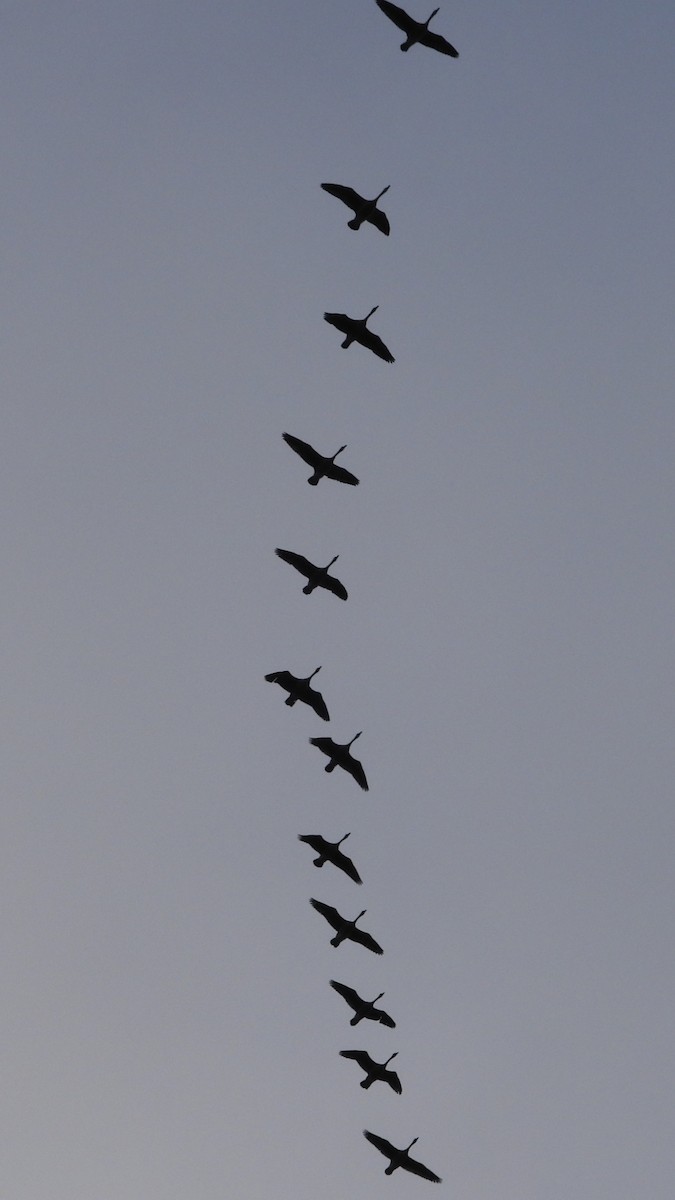 Barnacla Canadiense Grande - ML646258040