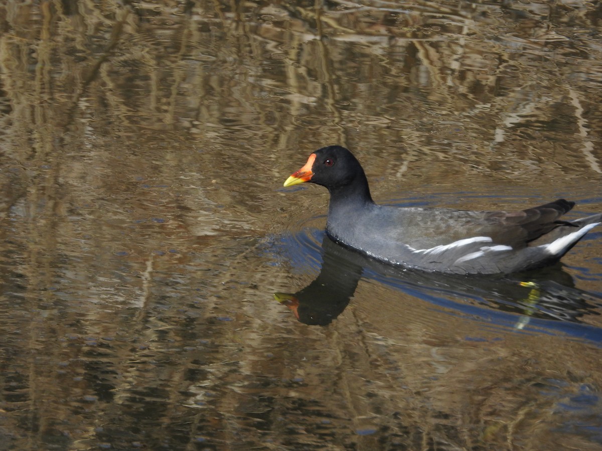 Eurasian Moorhen - ML646258041