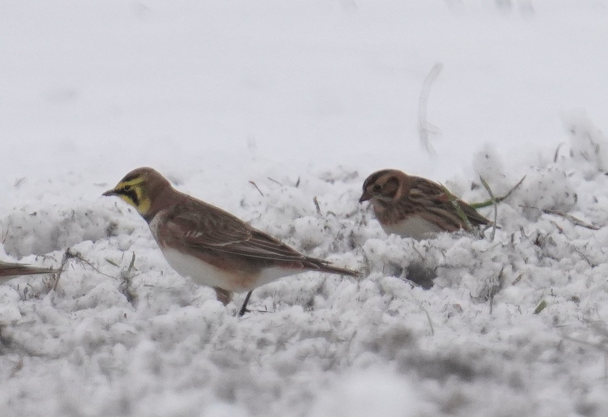 Lapland Longspur - ML646258042