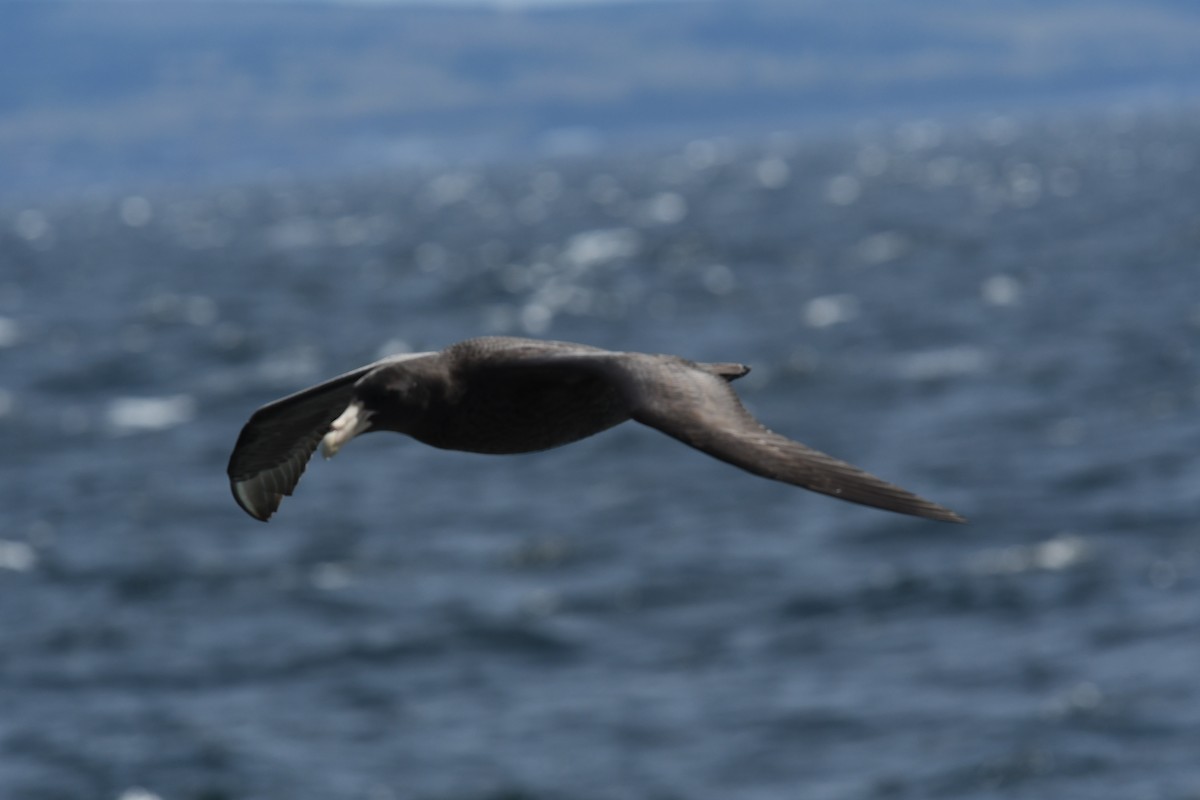 sørkjempepetrell - ML646258043