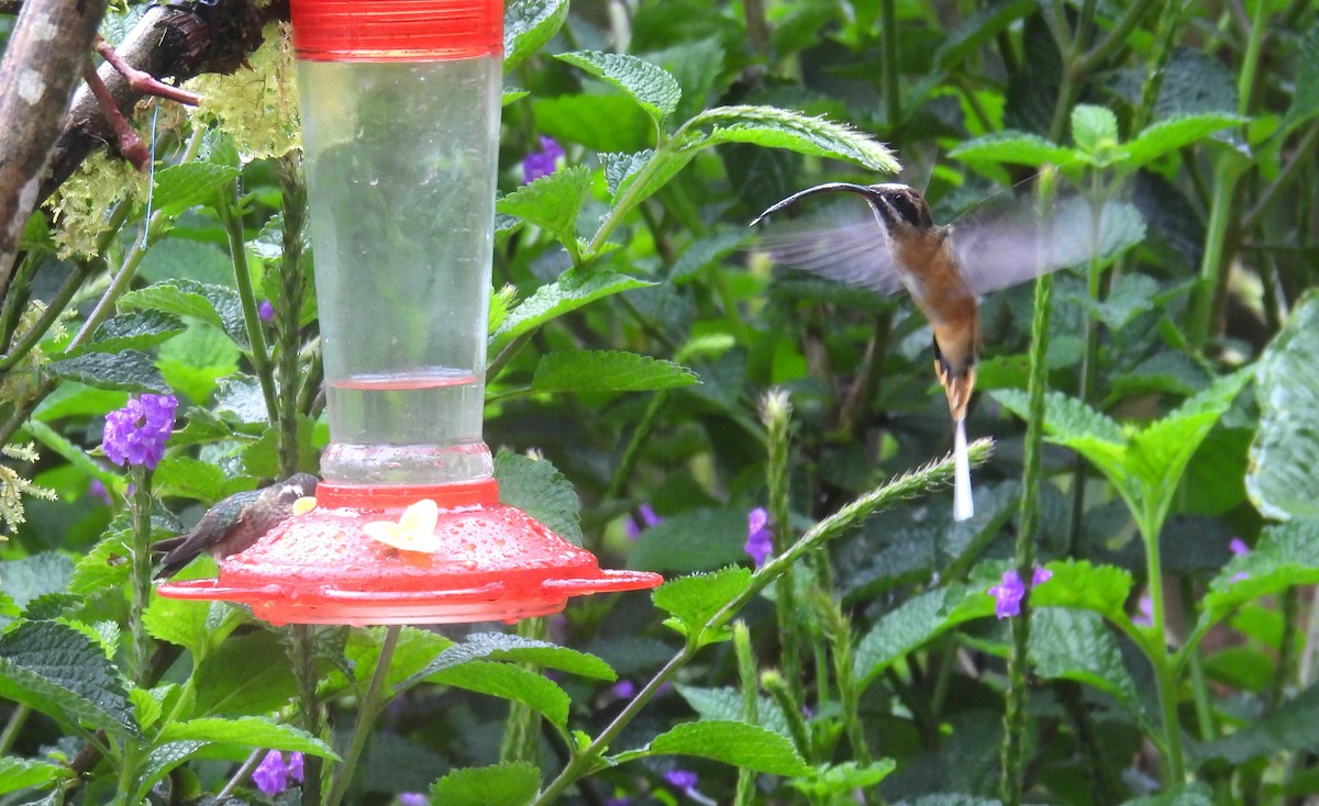 Tawny-bellied Hermit - ML646258044