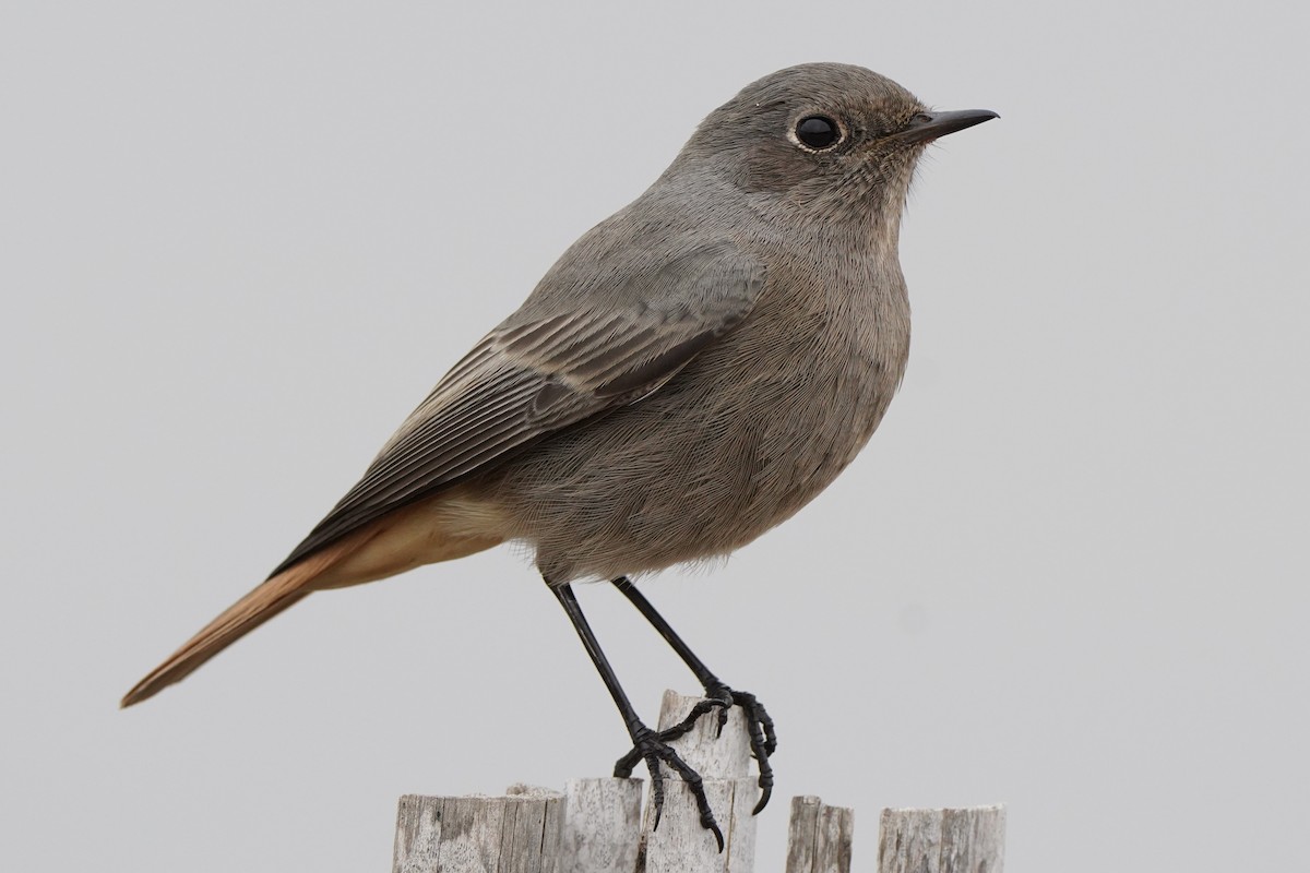 Black Redstart - ML646258045
