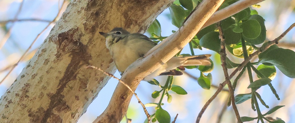Plumbeous Vireo - ML646258047