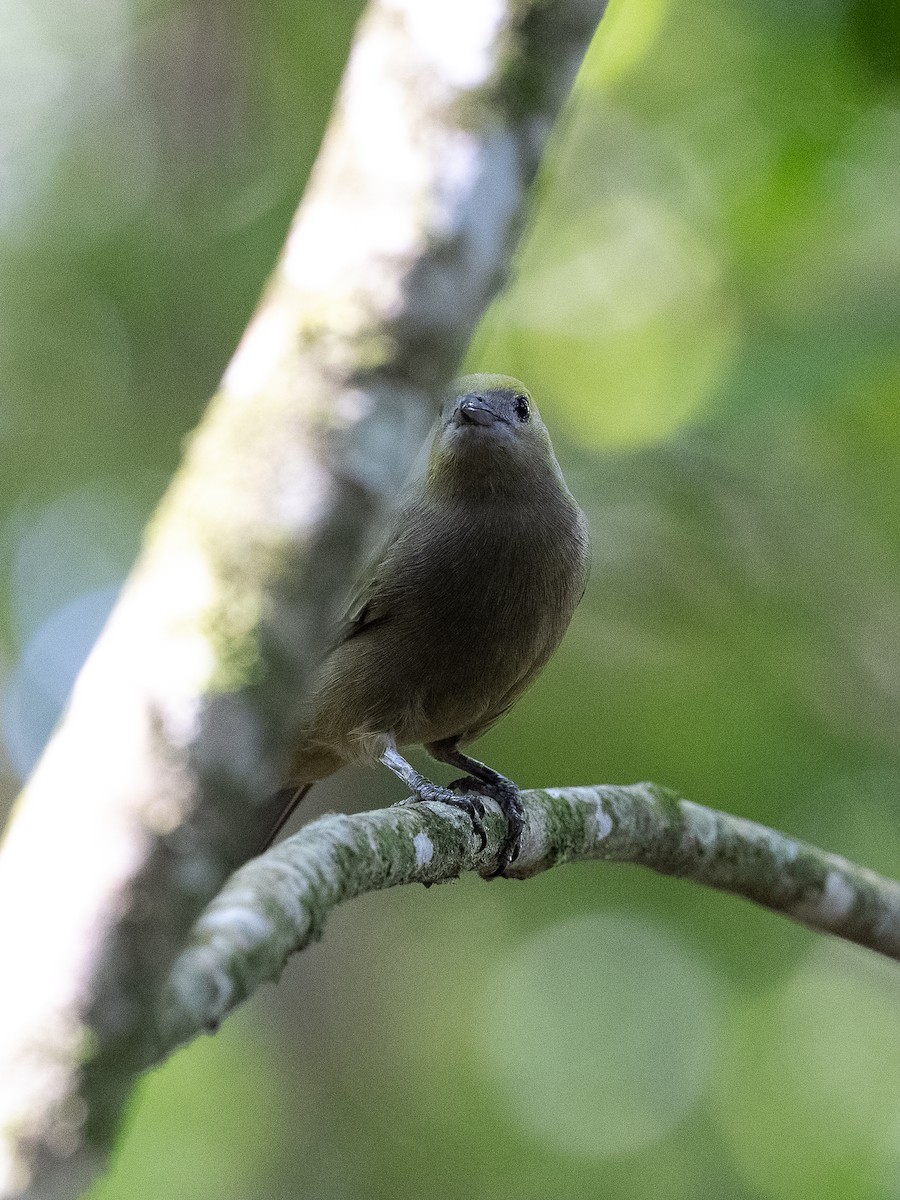 Palm Tanager - ML646258048