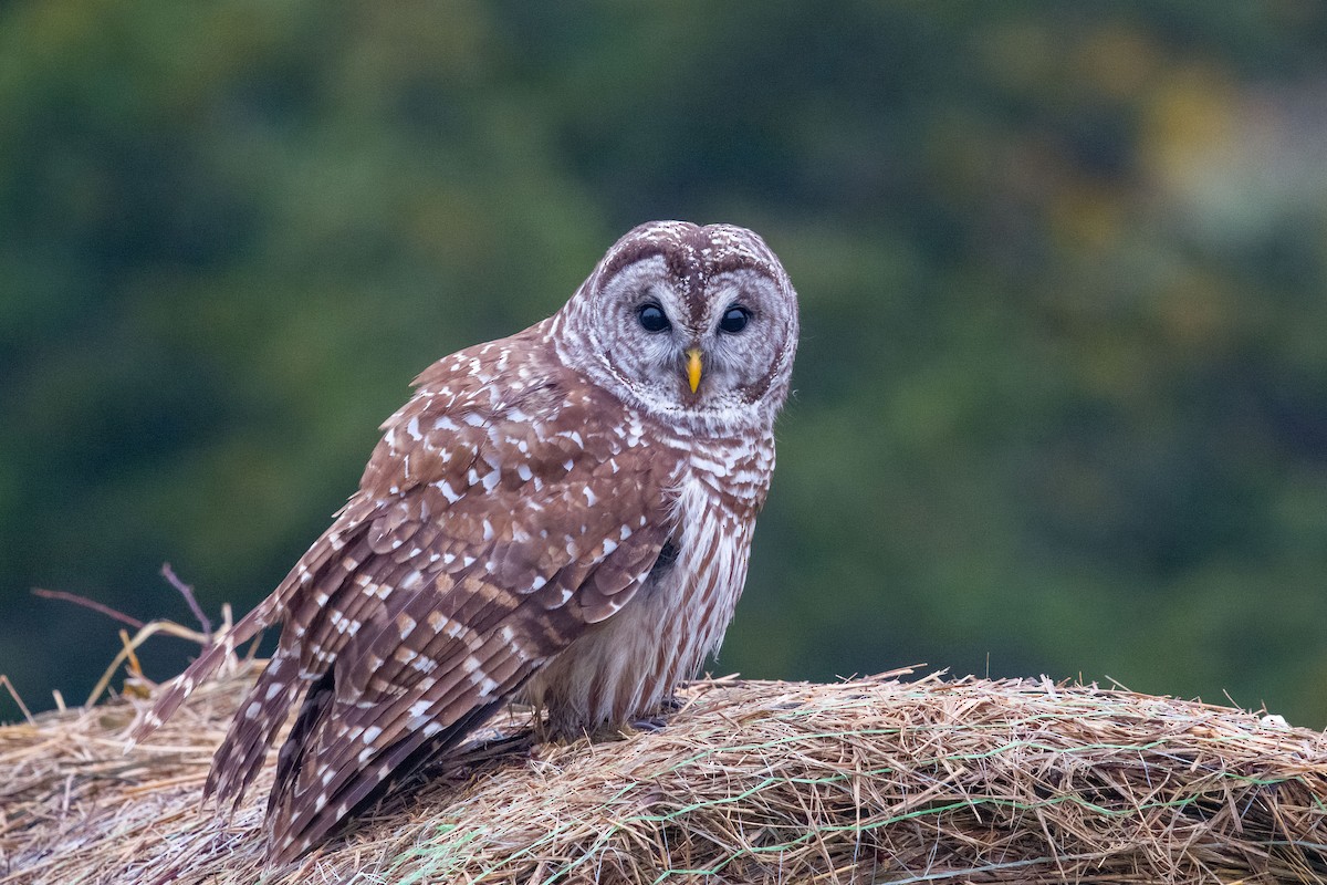 Barred Owl - ML646258049