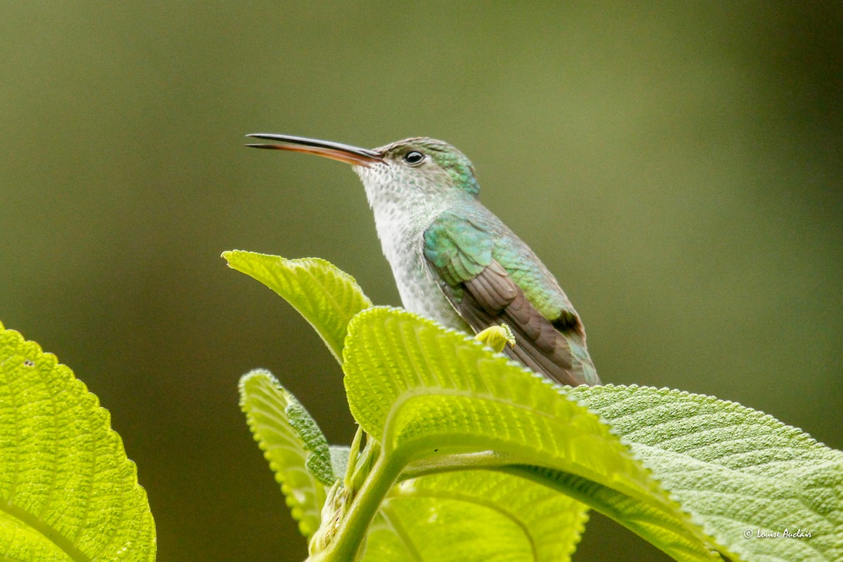 Green-and-white Hummingbird - ML646258050