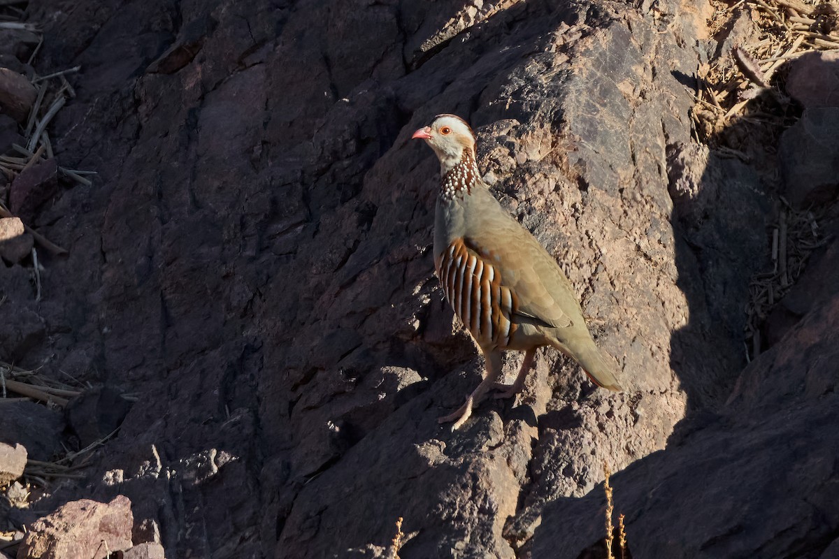 Barbary Partridge - ML646258051