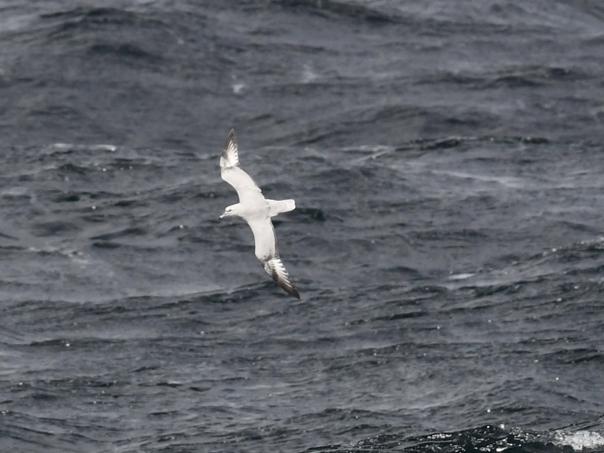 Southern Fulmar - ML646258053