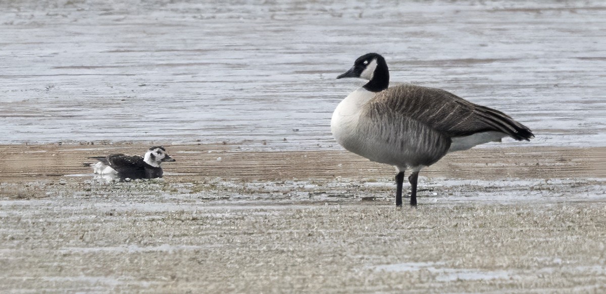Long-tailed Duck - ML646258054