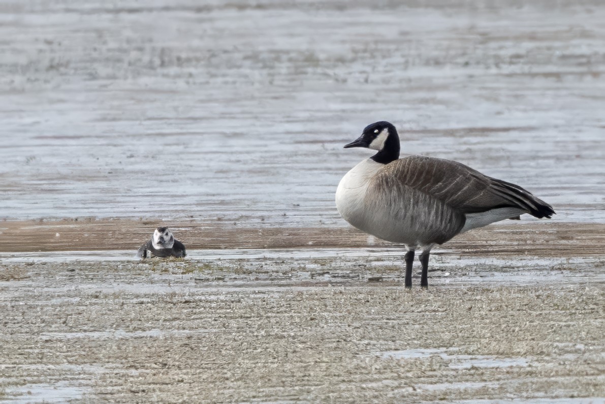 Long-tailed Duck - ML646258055