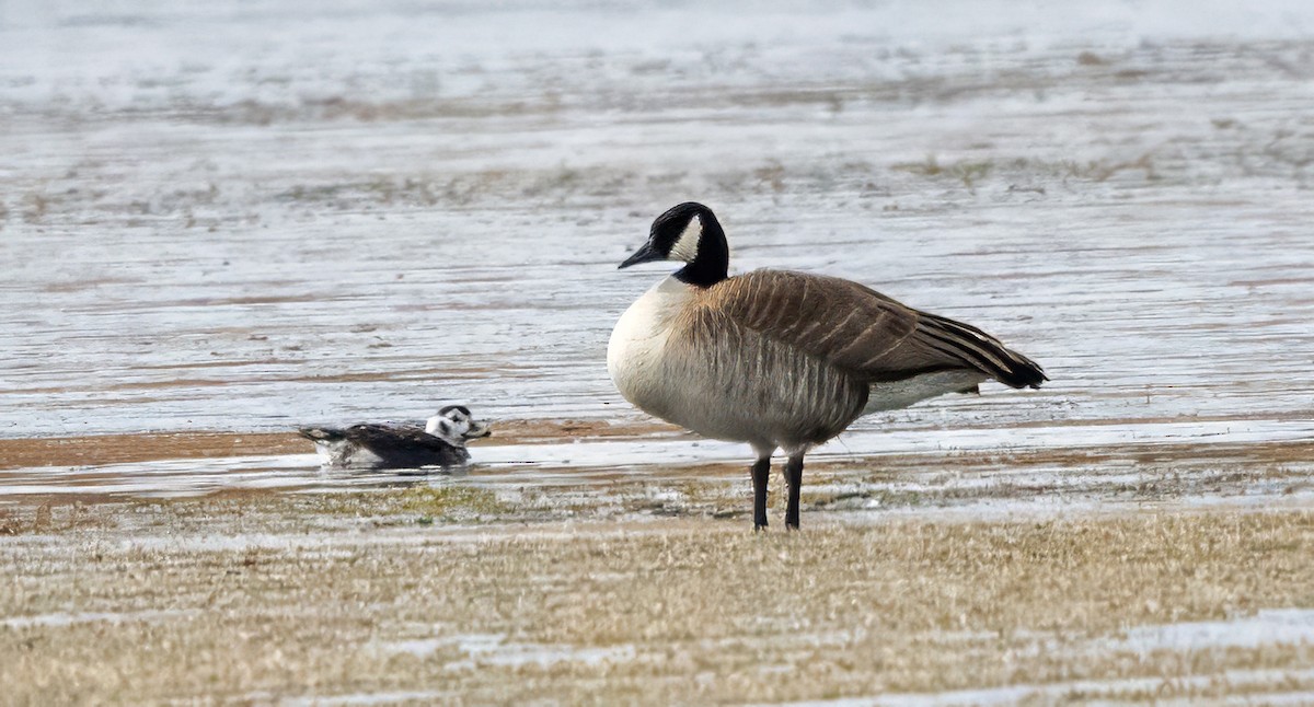 Long-tailed Duck - ML646258056