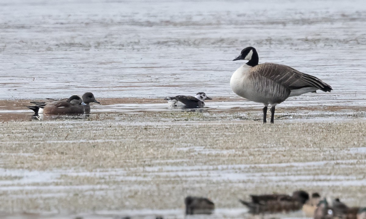 Long-tailed Duck - ML646258057