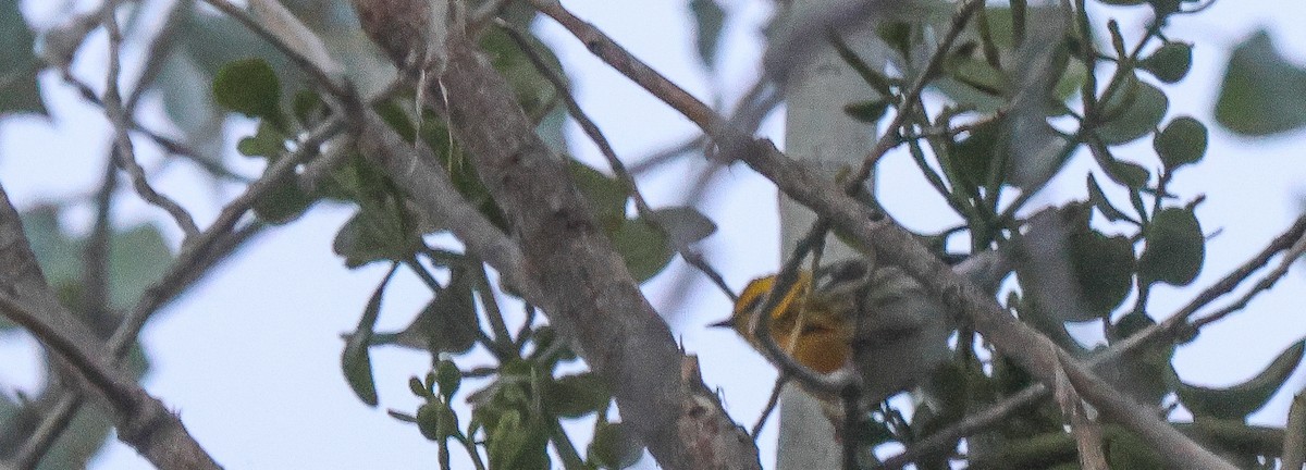 Townsend's Warbler - ML646258059