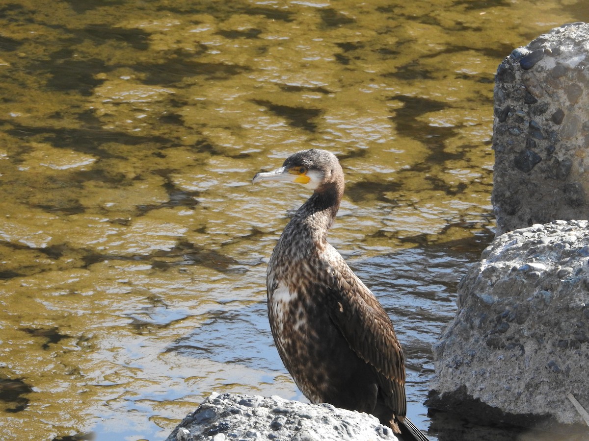 Great Cormorant - ML646258061