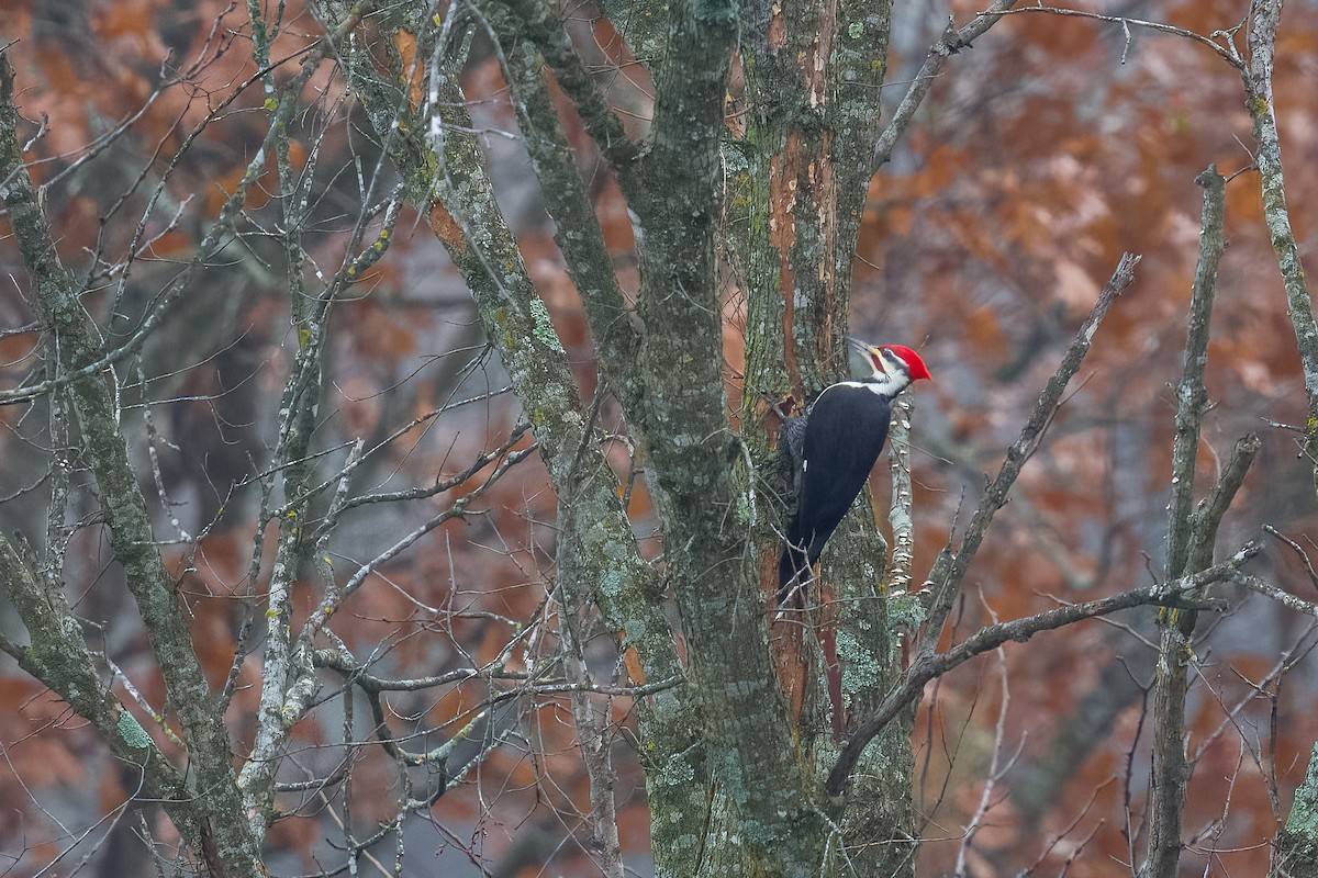 Pileated Woodpecker - ML646258063