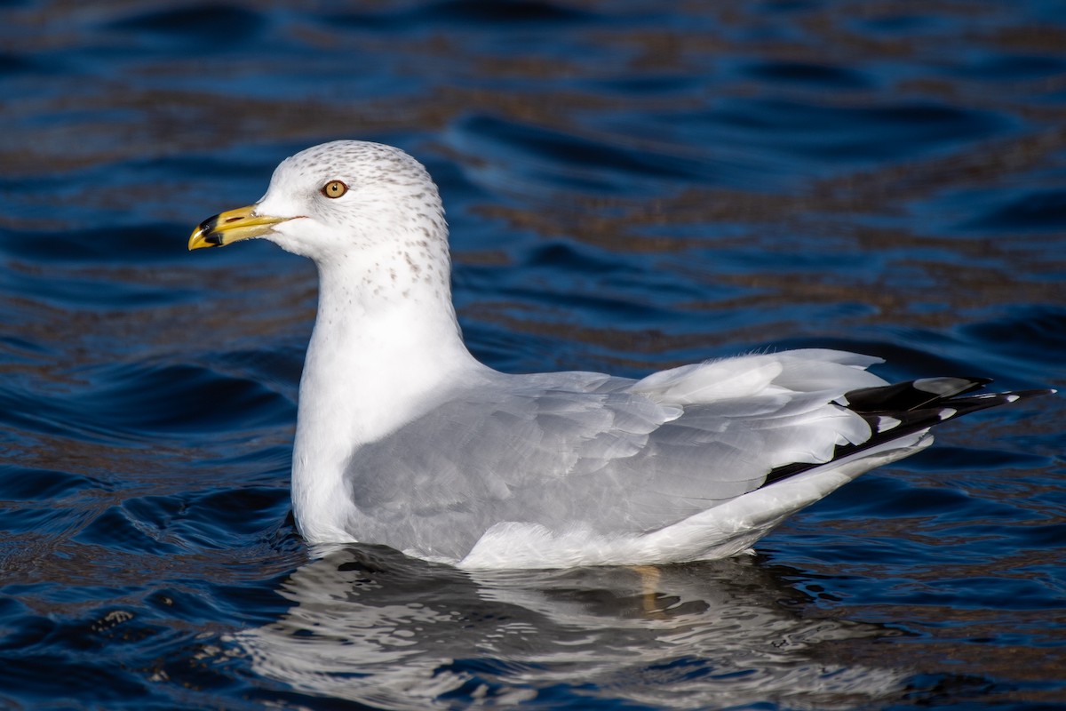 Ring-billed Gull - ML646258064