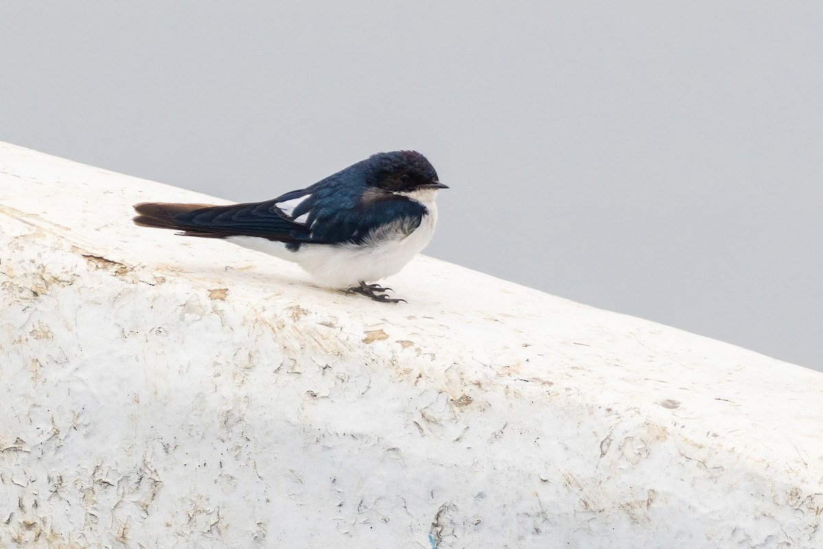 Pied-winged Swallow - ML646258066