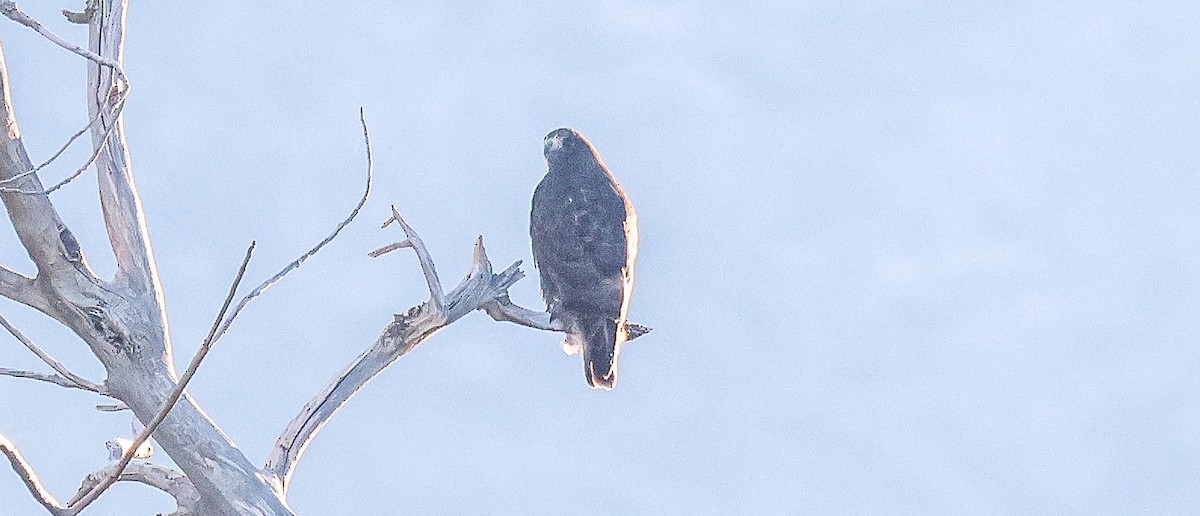 Red-tailed Hawk - ML646258067