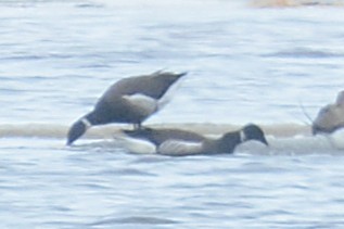 Brant (Black) - ML646258068