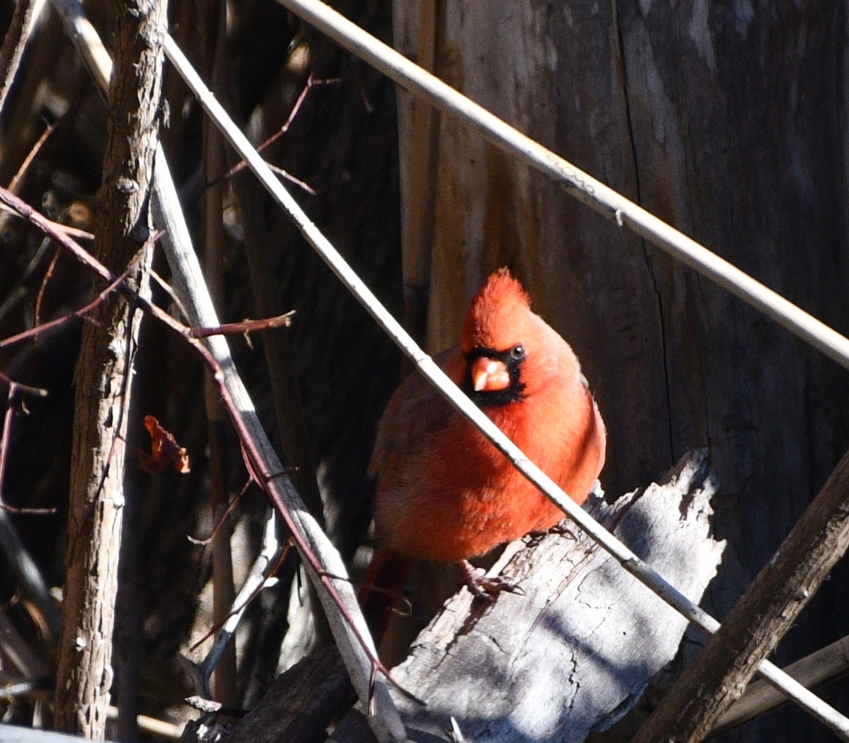 Kırmızı Kardinal - ML646258070