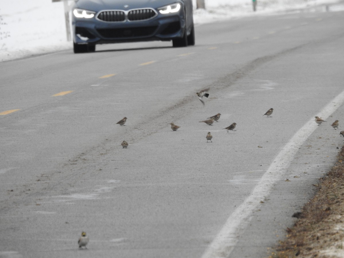 Lapland Longspur - ML646258072