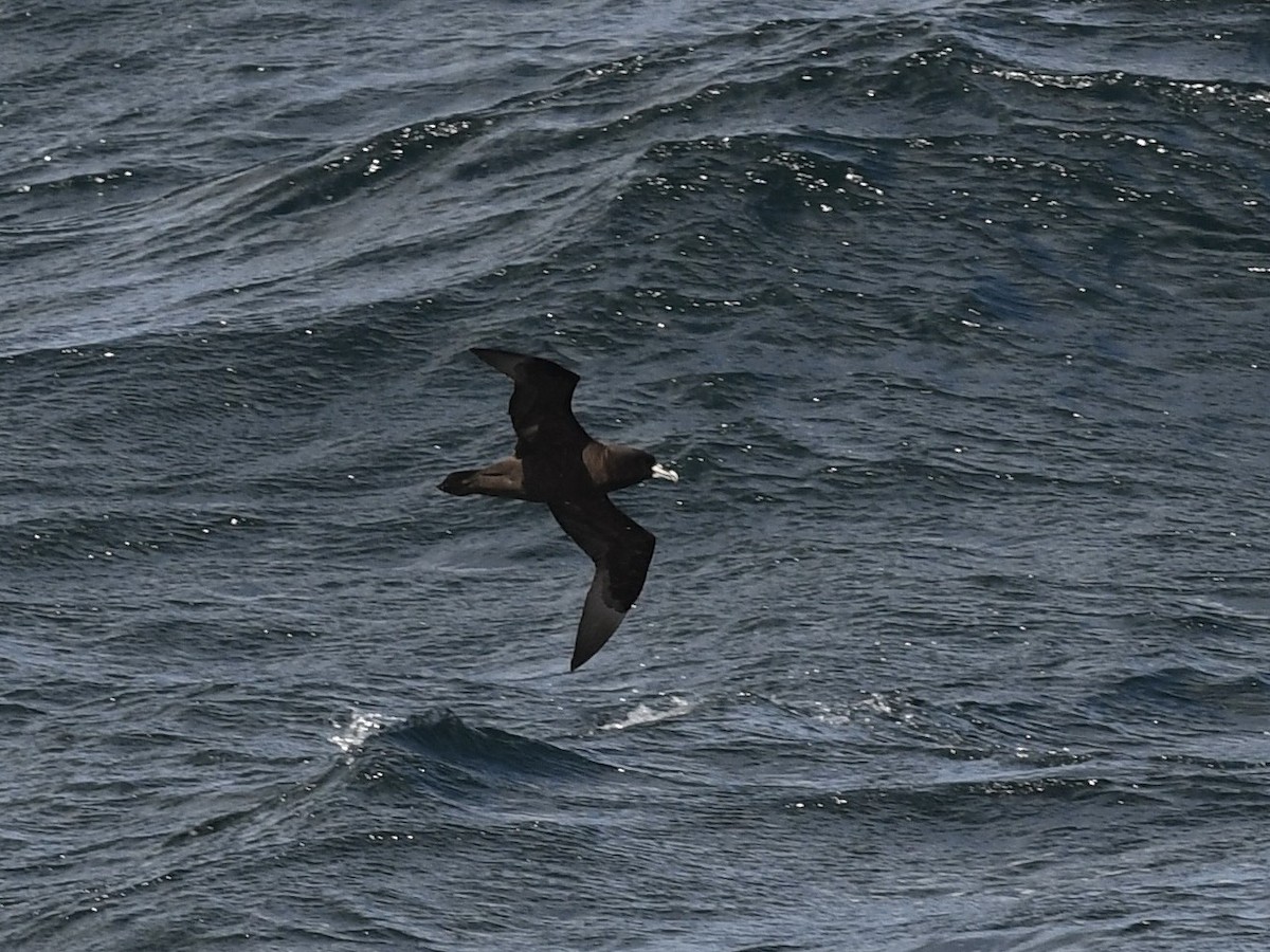 Beyaz Gıdılı Yelkovan - ML646258073