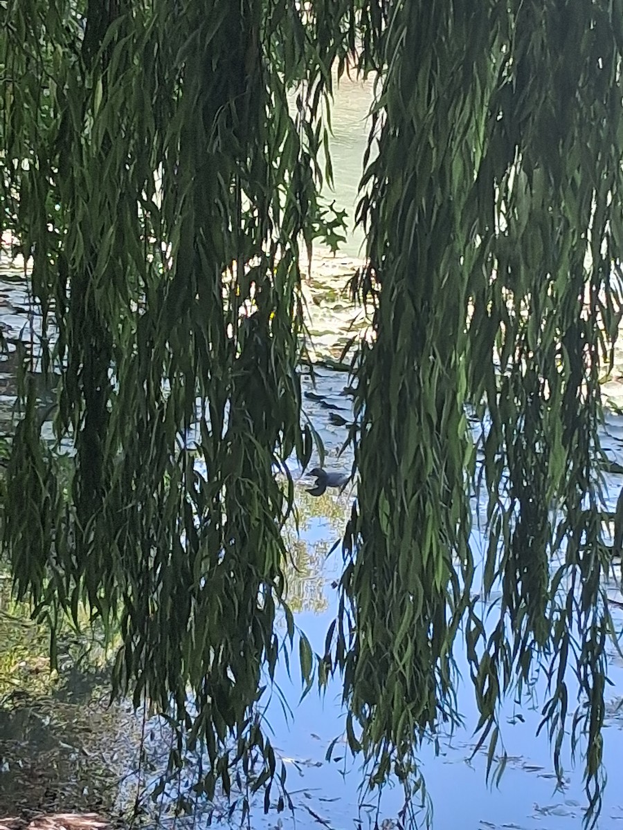 Pied-billed Grebe - ML646258074