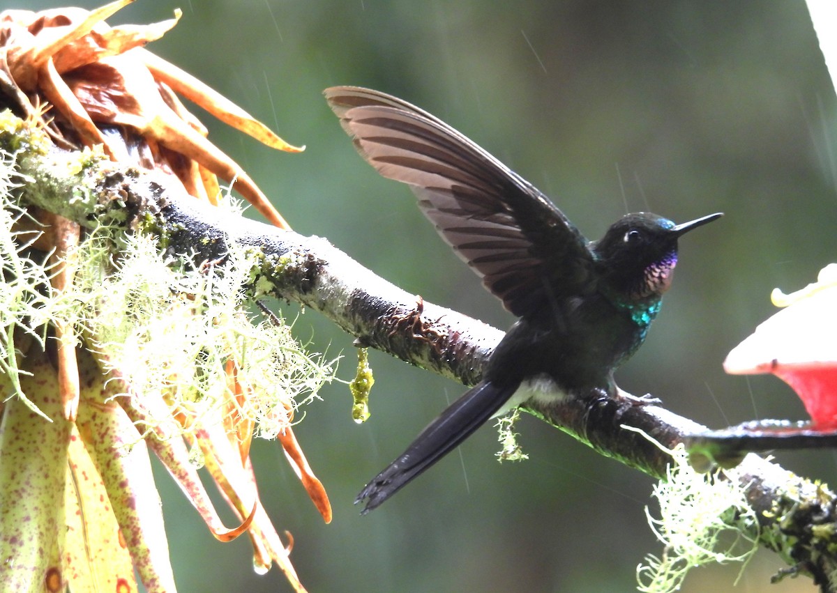 Tourmaline Sunangel - ML646258085