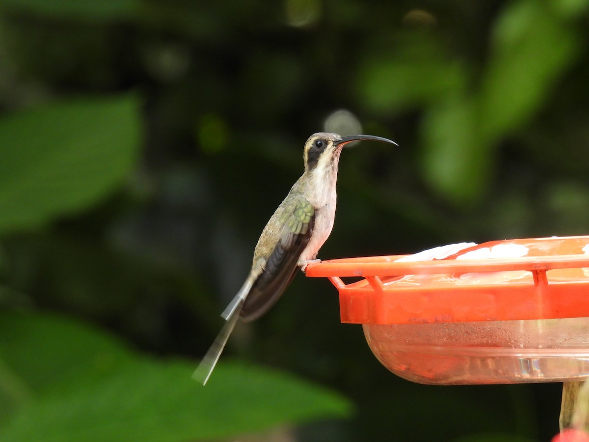 Pale-bellied Hermit - ML646258086