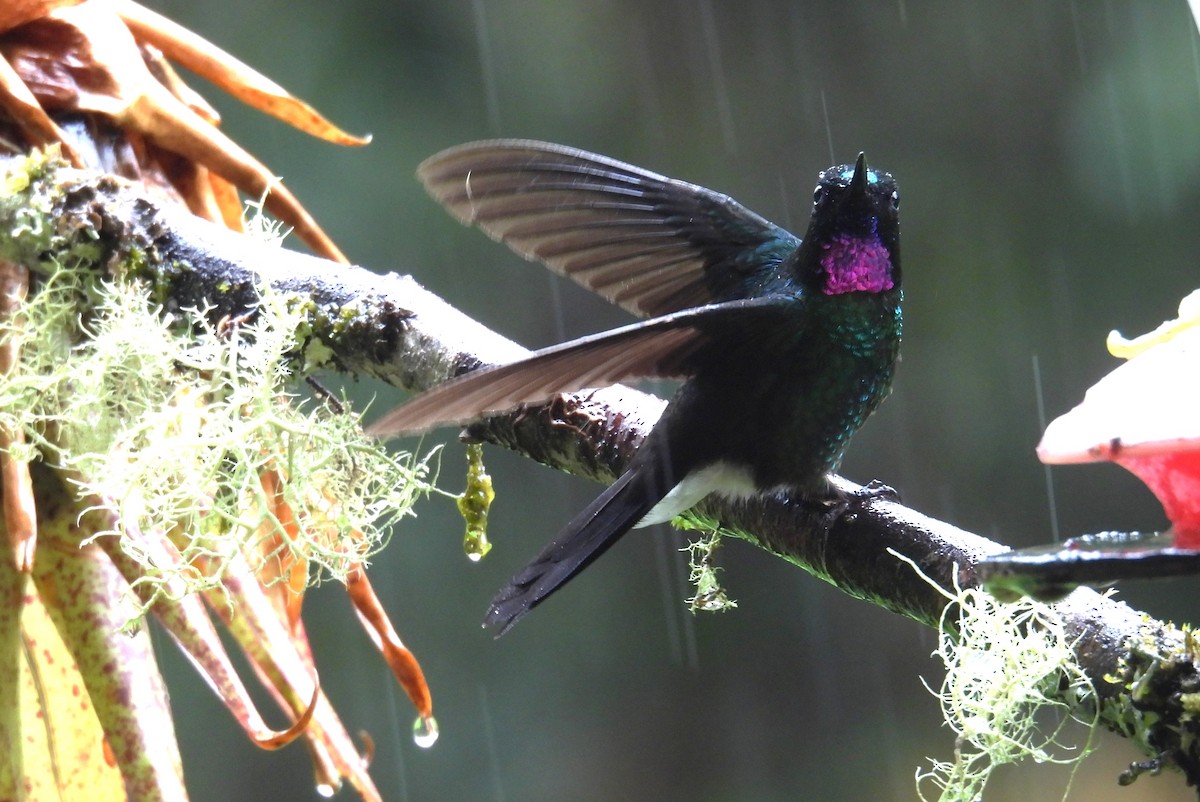 Tourmaline Sunangel - ML646258087