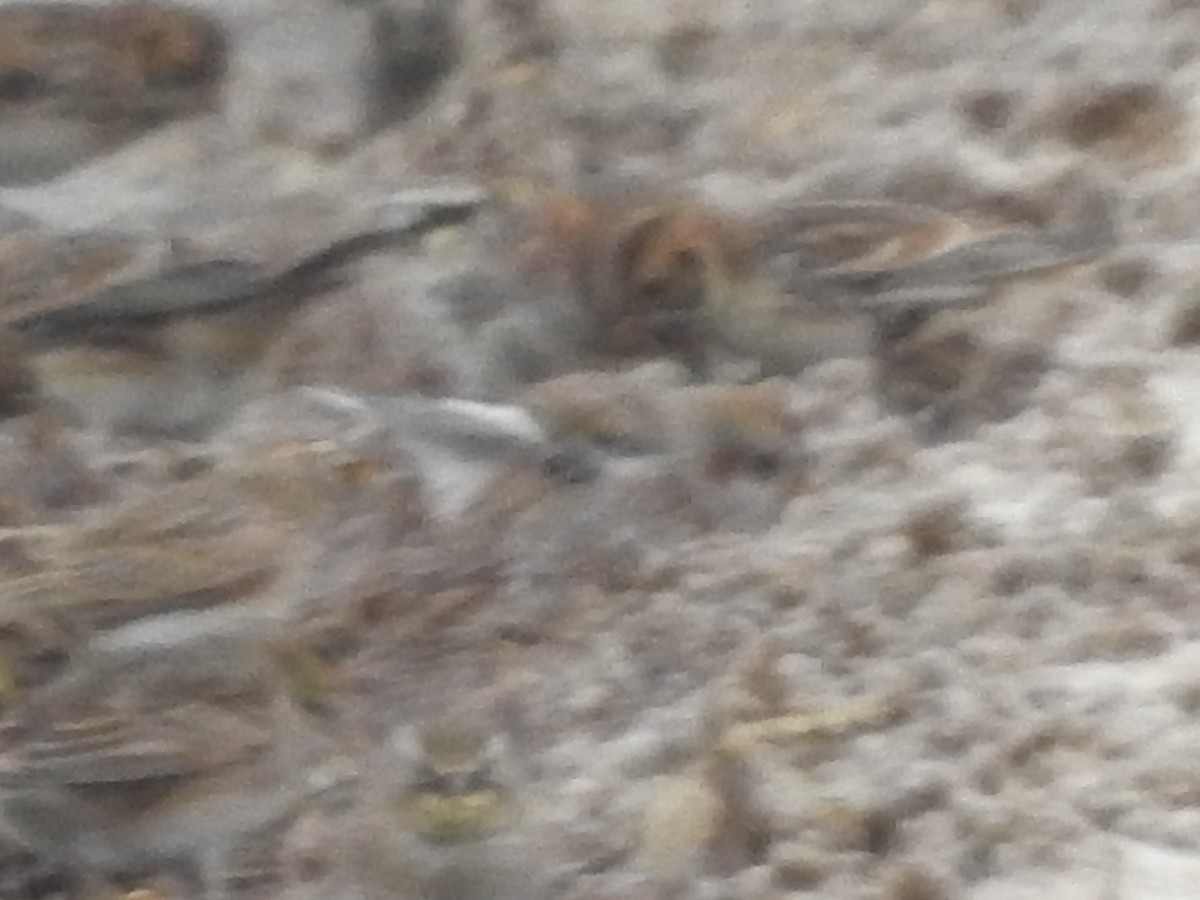 Snow Bunting - ML646258090