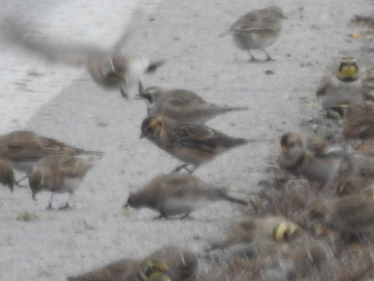 Lapland Longspur - ML646258094
