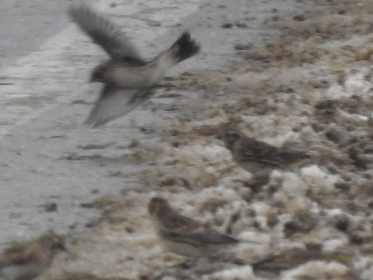 Lapland Longspur - ML646258095